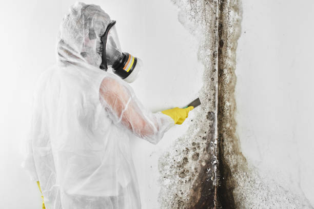 Best Emergency Mold Remediation in Montpelier, OH