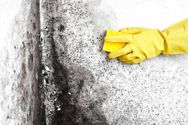 Best Mold Remediation for Specific Building Types in Montpelier, OH