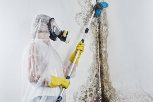 Best Attic Mold Remediation in Montpelier, OH