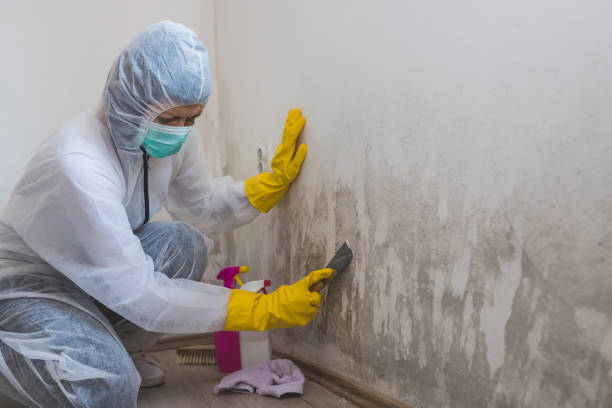 Best DIY Mold Remediation Support Services in Montpelier, OH