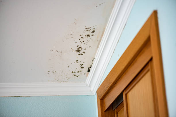 Best Insurance-Related Mold Remediation in Montpelier, OH