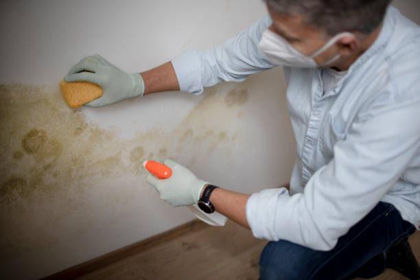 Best Kitchen Mold Remediation in Montpelier, OH