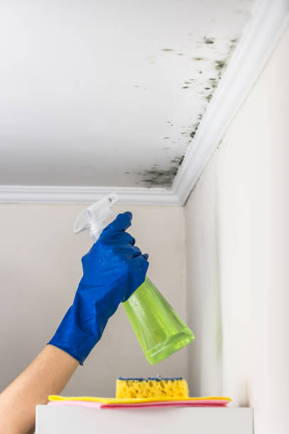 Best Kitchen Mold Remediation in Montpelier, OH